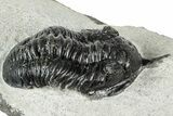 Bargain, Morocconites Trilobite Fossil - Ofaten, Morocco #311130-1